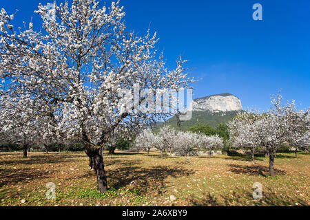 Amandiers prospères (Prunus dulcis) à fleur d'amandier, Alaro, Serra de Tramuntana, à Majorque, Baléares, Espagne, Île-Baleraric Banque D'Images