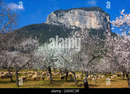 Amandiers prospères (Prunus dulcis) à fleur d'amandier, Alaro, Serra de Tramuntana, à Majorque, Baléares, Espagne, Île-Baleraric Banque D'Images