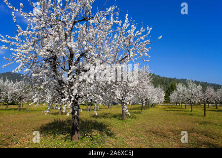 Amandiers prospères (Prunus dulcis) à fleur d'amandier, Alaro, Serra de Tramuntana, à Majorque, Baléares, Espagne, Île-Baleraric Banque D'Images