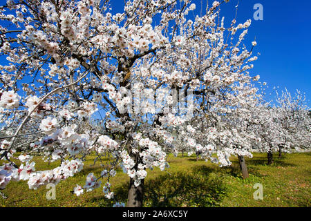 Amandiers prospères (Prunus dulcis) à fleur d'amandier, Alaro, Serra de Tramuntana, à Majorque, Baléares, Espagne, Île-Baleraric Banque D'Images