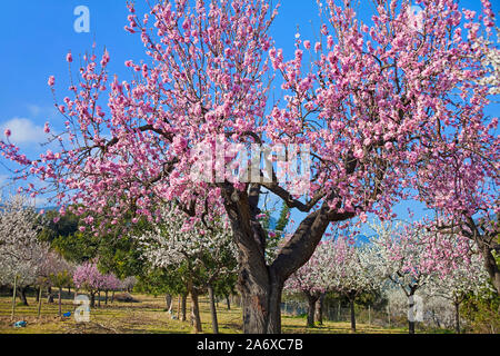 Amandiers prospères (Prunus dulcis) à fleur d'amandier, Alaro, Serra de Tramuntana, à Majorque, Baléares, Espagne, Île-Baleraric Banque D'Images