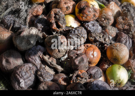 Rotten et de brisures de fruits et légumes dans le composteur dans le jardin. Banque D'Images