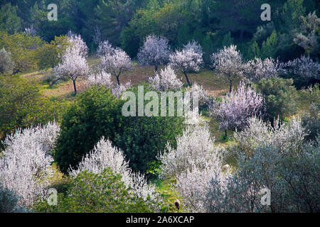 Amandiers prospères (Prunus dulcis) à fleur d'amandier, Alaro, Serra de Tramuntana, à Majorque, Baléares, Espagne, Île-Baleraric Banque D'Images