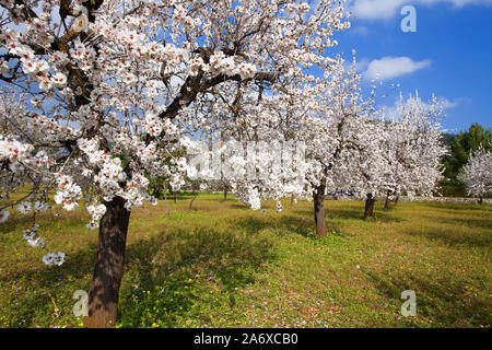 Amandiers prospères (Prunus dulcis) à fleur d'amandier, Alaro, Serra de Tramuntana, à Majorque, Baléares, Espagne, Île-Baleraric Banque D'Images