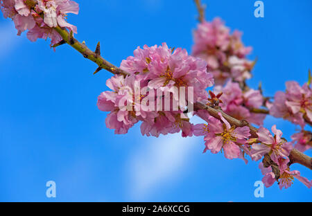 Fleur d'amande (Prunus dulcis) à Selva, Serra de Tramuntana, à Majorque, Baléares, Espagne, Île-Baleraric Banque D'Images