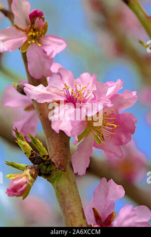 Fleur d'amande (Prunus dulcis) à Selva, Serra de Tramuntana, à Majorque, Baléares, Espagne, Île-Baleraric Banque D'Images