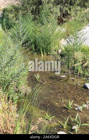 Cet habitat riverain dans Palm Canyon du Colorado Desert, offre refuge à de rares espèces écologiques ne trouve généralement pas à l'abri de l'humidité. Banque D'Images