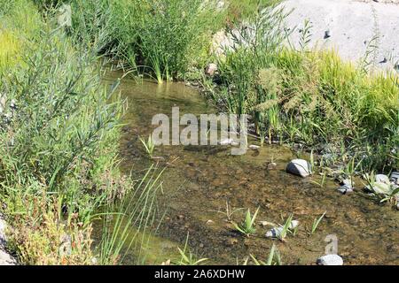 Cet habitat riverain dans Palm Canyon du Colorado Desert, offre refuge à de rares espèces écologiques ne trouve généralement pas à l'abri de l'humidité. Banque D'Images