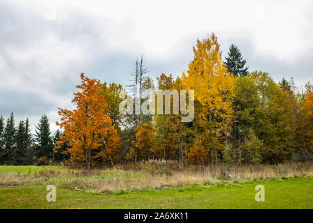 Couleurs d'automne en forêt. Les arbres d'automne aux couleurs vives en Finlande. Banque D'Images