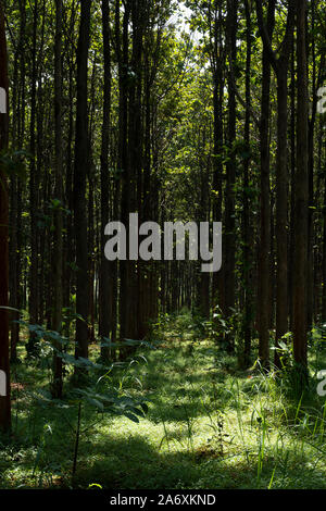 Les forêts de teck de l'environnement Forêt .arbre de teck Le teck de plantation agricole domaine plante avec feuille verte à la campagne. Banque D'Images