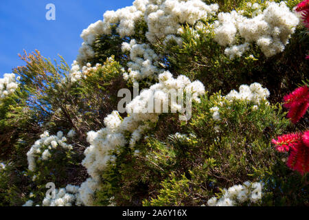 Blanches fleurs de l'Australian Melaleuca linariifolia, la neige en été, paperbark à feuilles étroites, ou à feuilles de lin avec le feuillage dense paperbark bombé. Banque D'Images