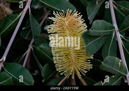 Fleur, Banksia Proteaceae, Morton National Park, New South Wales, Australie Banque D'Images