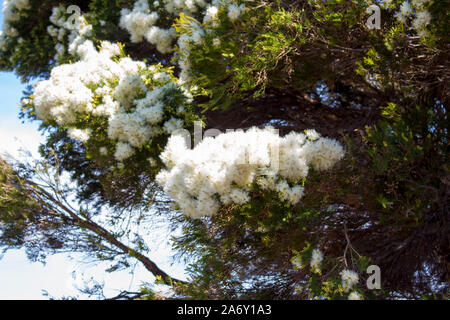 Blanches fleurs de l'Australian Melaleuca linariifolia, la neige en été, paperbark à feuilles étroites, ou à feuilles de lin avec le feuillage dense paperbark bombé. Banque D'Images