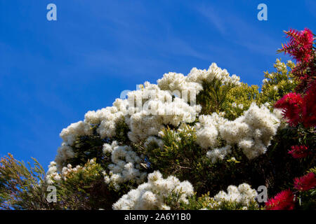 Blanches fleurs de l'Australian Melaleuca linariifolia, la neige en été, paperbark à feuilles étroites, ou à feuilles de lin avec le feuillage dense paperbark bombé. Banque D'Images