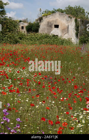 Italie, Pouilles, grassfield avec fleurs et ancienne ferme Banque D'Images