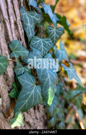 Automne feuilles vertes avec une faible concentration et l'arrière-plan flou. Automne dans le parc. Banque D'Images