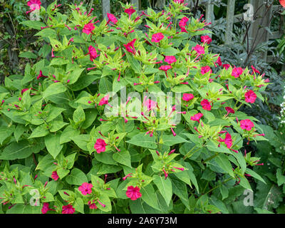 Une grande usine de cerise profonde Mirabilis jalapa - la merveille de Perus Banque D'Images