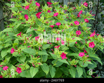 Une grande usine de cerise profonde Mirabilis jalapa - la merveille de Perus Banque D'Images