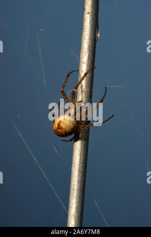 Orb commune Weaver Spider (aka avec Orb Spider, l'automne, le petit jardin araignée (Metellina segmentata) Banque D'Images