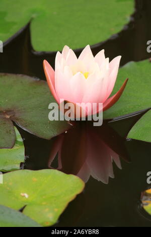 Pink water lily in garden Banque D'Images