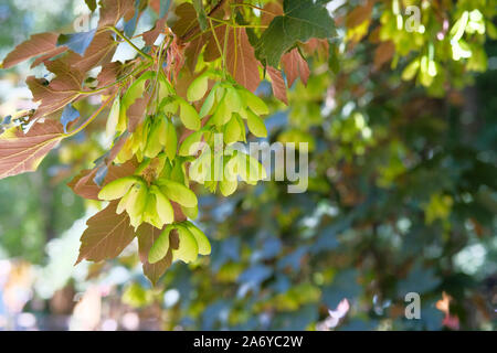 Les feuilles et les graines d'Acer palmatum ou érable palmé au printemps. Floue fond vert. Journée ensoleillée. Banque D'Images