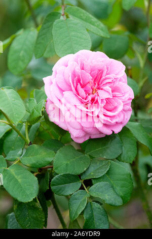Seul, rose fleur de Rosa Gertrude Jekyll, rose 'Gertrude Jekyll' Banque D'Images