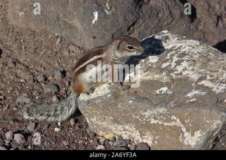 Spermophile de Barbarie (Atlantoxerus getulus) Près de Caleta de Fuste, Fuerteventura, Espagne Banque D'Images