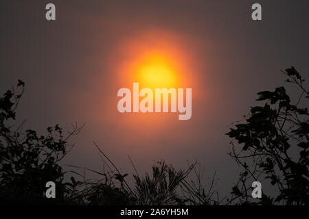 Smokey sunset avec silhouette d'arbre en premier plan Banque D'Images