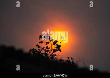 Smokey sunset avec silhouette d'arbre en premier plan Banque D'Images