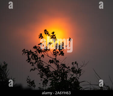 Coucher de soleil fumé, rouge orangé et jaune éclatant, arbre silhoueté en premier plan, fumée de feux de brousse lointains, Australie Banque D'Images