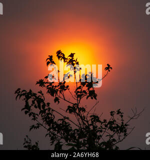 Coucher de soleil fumé, rouge orangé et jaune éclatant, arbre silhoueté en premier plan, fumée de feux de brousse lointains, Australie Banque D'Images