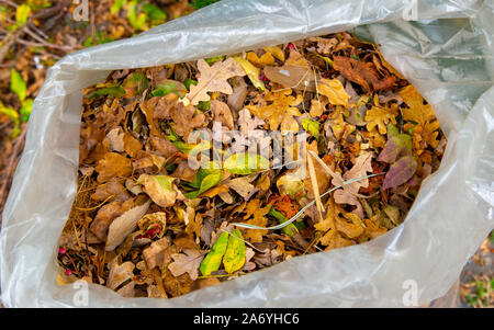 Les feuilles d'automne jaune et recueillies dans un sac poubelle transparent Banque D'Images