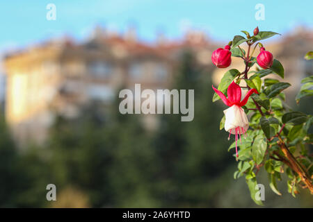 Blanc et rose fuchsia fleur en face de floue fond vert et bleu Banque D'Images