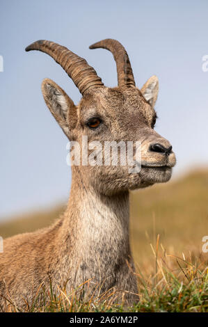 La Suisse, Lucerne, le Mont Pilatus, Bouquetin des Alpes, Capra ibex, animal, faune, brouillard, Alpes, Alpes, alpes bernoises, Banque D'Images