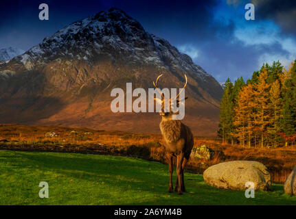 Red Deer Stag, kingshouse, Glencoe, Lochaber, Highlands, Ecosse, Royaume-Uni. Banque D'Images