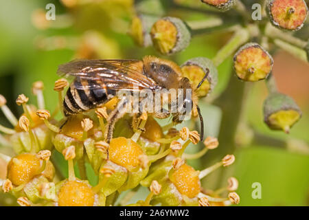 Une abeille, Ivy (Colletes hederae), se nourrissant d'ivy Blossom. Banque D'Images