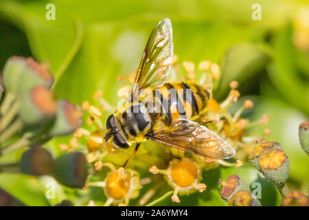 'Batman' Hoverfly (Myathropa florea,,) se nourrissant d'ivy Blossom. Banque D'Images