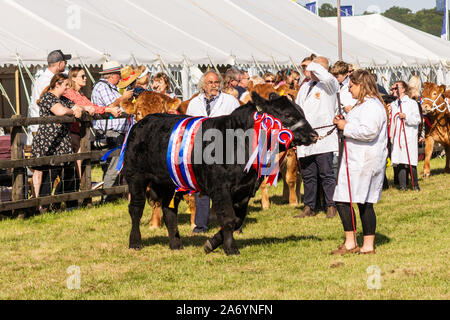 Le champion suprême de la Classes de bovins dirige l'autre bétail dans le grand défilé de l'élevage à la Frome Cheese Show 14 Septembre 2019 Banque D'Images