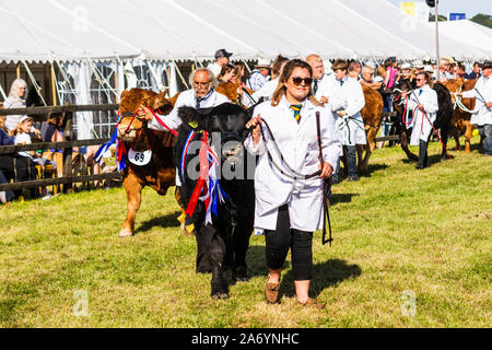 Le champion suprême de la Classes de bovins dirige l'autre bétail dans le grand défilé de l'élevage à la Frome Cheese Show 14 Septembre 2019 Banque D'Images