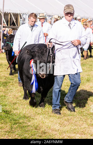 Un champion dexter bull de rosettes fixé à son dos-nu est conduit dans la grande parade de bétail à la Frome Cheese Show 14 Septembre 2019 Banque D'Images