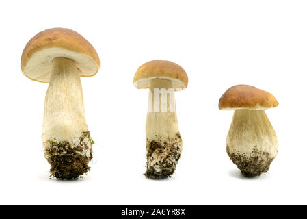 Trois champignons bun Penny sur blanc fond isolé. délicieux. Banque D'Images