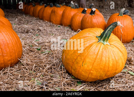 Citrouilles dans une grange sur une citrouille Tennessee farm. Banque D'Images