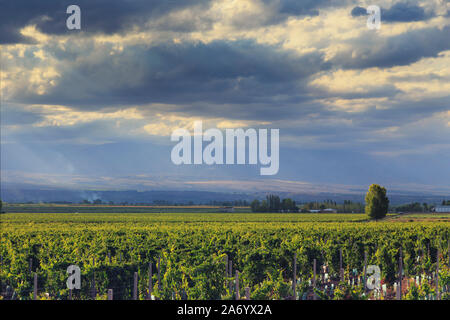 L'Argentine, Mendoza, Malbec Lujan de Cuyo, vignobles de raisin Banque D'Images