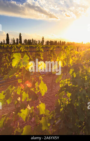 L'Argentine, Mendoza, Malbec Lujan de Cuyo, vignobles de raisin Banque D'Images