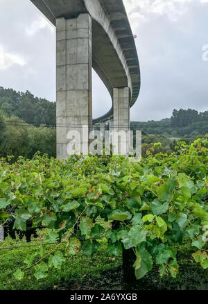 Vue Portrait de dessous un énorme conrete flyover qui se trouve dans un vignoble avec des rangées de vignes personne dans l'image Banque D'Images
