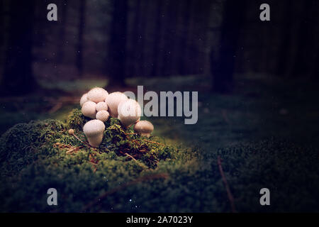 Bouquet de petits champignons de forêt toxiques dans la forêt mystique Banque D'Images