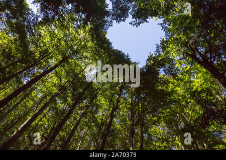 Forêt avec ciel bleu en forme de coeur Banque D'Images