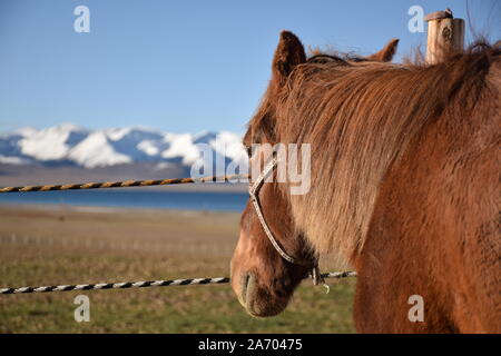 À proximité de cheval Lac Namtso, Tibet. Est le plus grand Lac Namtso dans la région autonome du Tibet Banque D'Images