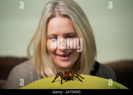 Carrie zoologiste Alcock avec Boris, son Araignée goliath birdeater à son domicile à Cheadle, Staffordshire en avant de la Pet Show à NEC les 2 et 3 novembre. Banque D'Images