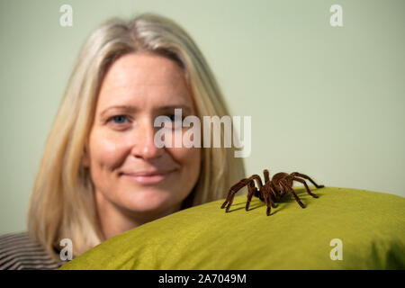 Carrie zoologiste Alcock avec Boris, son Araignée goliath birdeater à son domicile à Cheadle, Staffordshire en avant de la Pet Show à NEC les 2 et 3 novembre. Banque D'Images